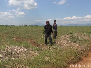 Melihat Lahan Relokasi Kawasan Industri Pulogadung di Subang