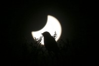 The moon blocks part of the sun during a partial solar eclipse in downtown Beirut, Lebanon, Tuesday, Oct. 25, 2022. (AP Photo/Hassan Ammar)