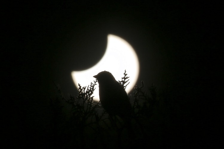 The moon blocks part of the sun during a partial solar eclipse in downtown Beirut, Lebanon, Tuesday, Oct. 25, 2022. (AP Photo/Hassan Ammar)