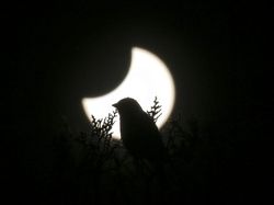 Penampakan Gerhana Matahari Terakhir 2022 di Berbagai Negara