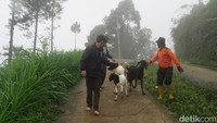Sehingga kalau kondisinya seperti ini, dalam waktu dekat tidak mungkin warga untuk dikembalikan ke rumah asal. Saya berinisiatif menyiapkan alternatif, salah satunya tanah desa untuk relokasi, pungkasnya. Foto: Vandi Romadhon/detikJateng