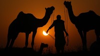 Siluet penggembala unta melawan gerhana matahari sebagian di Pushkar, negara bagian Rajasthan, India, Selasa (25/10/2022). Gerhana matahari ini terlihat dari bagian timur Greenland dan seluruh Islandia, serta sebagian besar Eropa (kecuali Portugal dan bagian barat dan selatan Spanyol), timur laut Afrika dan di sebagian besar Asia barat dan tengah. (AP Photo/Deepak Sharma)  
