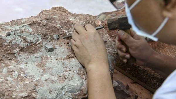 Peneliti di Museum Dinosaurus Heyuan terus memeriksa fosil-fosil itu untuk menentukan spesiesnya.  