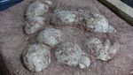 Museum di China Pamer 20 Ribu Fosil Telur Dinosaurus, Ada yang Isi Kristal