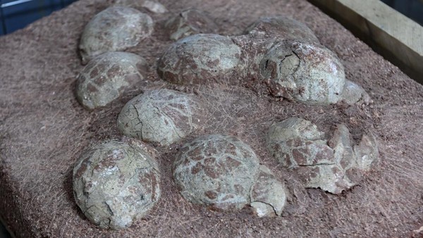 Seringnya ditemukan telur dinosaurus, membuat Kota Heyuan dijuluki sebagai rumah dinosaurus di China dan memenangkan Guinness World Record untuk koleksi terbesar telur dinosaurus pada tahun 2004. Â Seringnya ditemukan telur dinosaurus, membuat Kota Heyuan dijuluki sebagai rumah dinosaurus di China dan memenangkan Guinness World Record untuk koleksi terbesar telur dinosaurus pada tahun 2004. Â