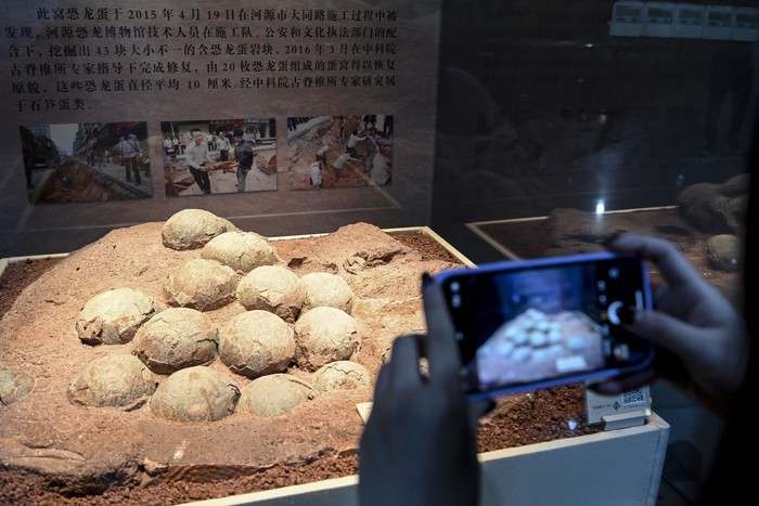 HEYUAN, CHINA - OCTOBER 25: Dinosaur egg fossils are displayed at the Heyuan Dinosaur Museum on October 25, 2022 in Heyuan, Guangdong Province of China. Nearly 20,000 dinosaur egg fossils have been displayed at the museum since the first dinosaur egg fossil was dug up in Heyuan in 1996. (Photo by Chen Jimin/China News Service via Getty Images)