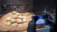 Telur-telur yang diameternya antara 10 sampai 12 cm itu dalam kondisi baik, meski sebelumnya ditemukan tertimbun batu pasir merah.  