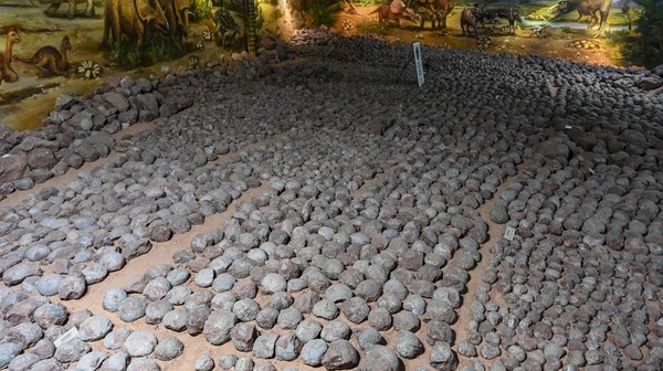 Lebih dari 20.000 fosil telur dinosaurus ditemukan di China dan dipajang di Museum Dinosaurus Heyuan.  