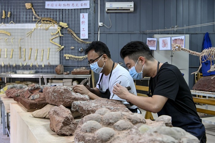 HEYUAN, CHINA - OCTOBER 25: Dinosaur egg fossils are displayed at the Heyuan Dinosaur Museum on October 25, 2022 in Heyuan, Guangdong Province of China. Nearly 20,000 dinosaur egg fossils have been displayed at the museum since the first dinosaur egg fossil was dug up in Heyuan in 1996. (Photo by Chen Jimin/China News Service via Getty Images)