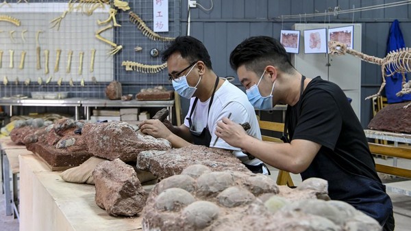 Para arkeolog memulihkan fosil telur dinosaurus di Museum Dinosaurus Heyuan di Heyuan, Provinsi Guangdong, China, Selasa (25/10/2022). Â Para arkeolog memulihkan fosil telur dinosaurus di Museum Dinosaurus Heyuan di Heyuan, Provinsi Guangdong, China, Selasa (25/10/2022). Â