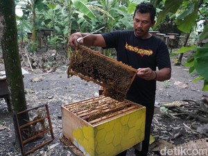 Mengintip Budi Daya Lebah dan Kampung Madu di Kemlagi Mojokerto
