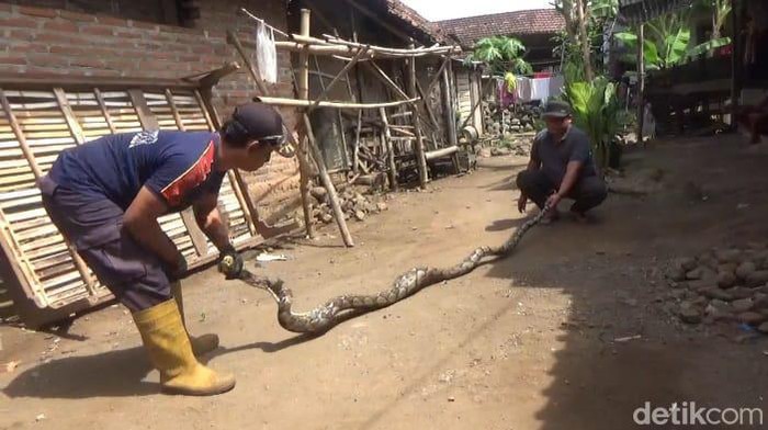 Petugas menangkap ular sanca 4 meter di rumah warga di Dukuhmojo, Jombang