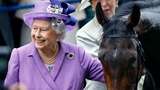Kuda-kuda Ratu Elizabeth Akan Dijual