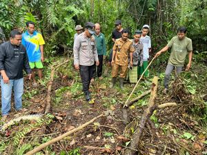 Ngeri Ular Piton Makan Manusia di Jambi, Ini 5 Faktanya