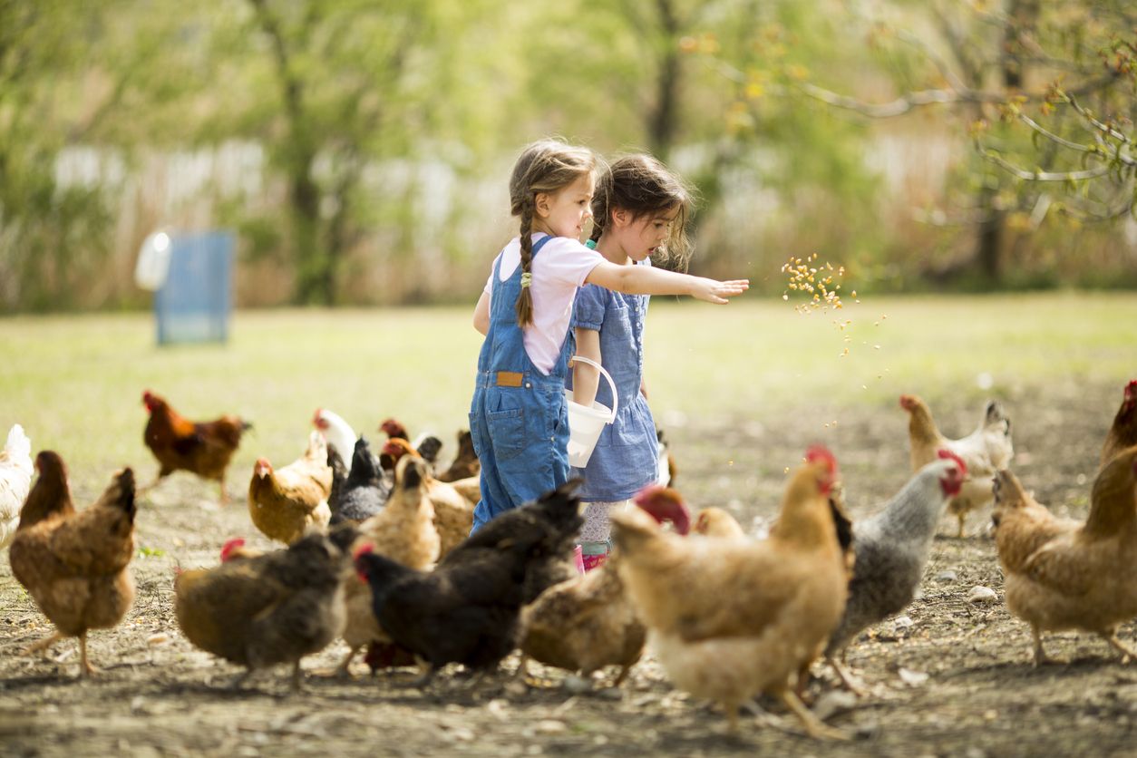 4 Tahapan Daur Hidup Ayam dari Proses Bertelur hingga Dewasa