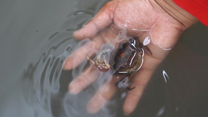 Bahaya! Banjir di Tulungagung Bercampur Limbah Industri Warga menunjukkan kepiting mati di genangan air yang tercemar limbah industri di Desa Sidorejo, Tulungagung, Jawa Timur, Kamis (27/10/2022). Genangan air yang merendam ratusan rumah di tiga desa itu berwarna cokelat keruh, mengeluarkan bau menyengat, menimbulkan efek gatal pada kulit dan memiliki suhu hangat disebabkan tercampur limbah buangan dari ketel PG Modjopanggoong. ANTARA FOTO/Destyan Sujarwoko/rwa.