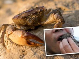 Duh! Pria Ini Alami Infeksi Parah Usai Makan Kepiting Hidup