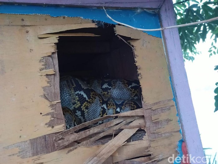 Evakuasi ular sanca kembang di Surabaya
