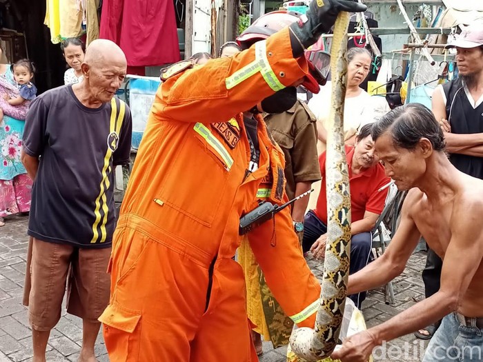 Evakuasi ular sanca kembang di Surabaya