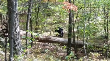 West Milford mengambil foto ini saat mendaki di New Jersey, beberapa saat sebelum beruang menyerang dan membunuhnya Foto: Boredpanda