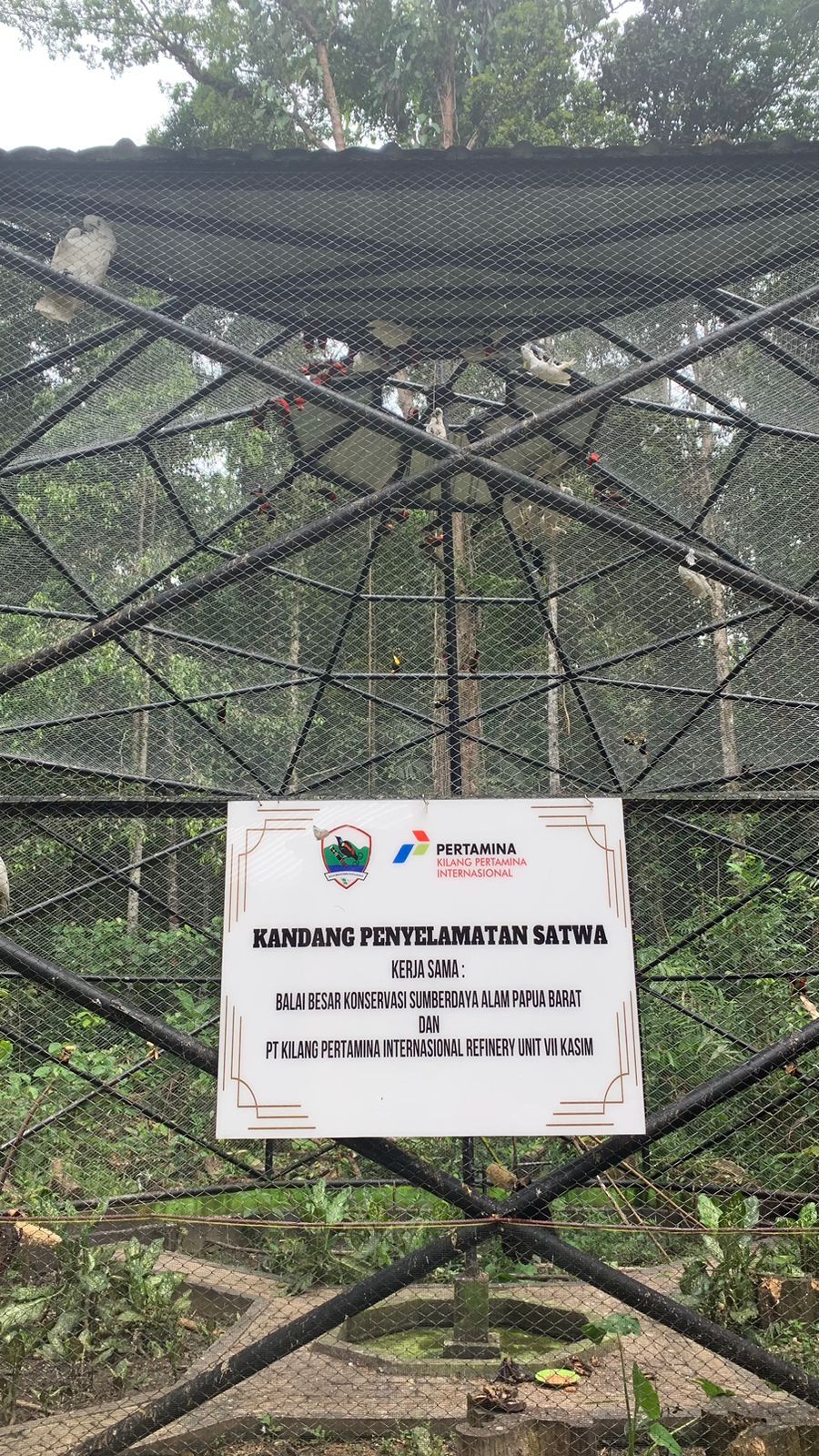 General Manager Refinery Unit VII Kasim, Yusuf Mansyur,  Kepala BBKSDA Johny Santoso,  S.Hut, M.agr  dan Pangkoarmada III Laksamana Muda TNI Irvansyah, di Taman Wisata Alam (TWA) Sorong, (Kamis,28/10). (CNBC Indonesia/Chandra Gianasmara)