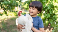Diinvasi Ayam, Warlok Beri Hadiah Bagi yang Bisa Usir