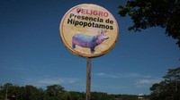 Petugas kesehatan di Kolombia melakukan kebiri terhadap sejumlah hipopotamus (kuda nil) Escobar di Provinsi Antioquia sejak tahun 2014. Karena, pemerintah menilai jumlah mereka sudah terlalu banyak. (Foto: Getty Images)