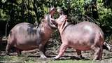 Kuda Nil Tinggalan Gembong Narkoba Segera Dikirim ke India dan Meksiko