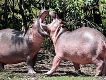 Pria Ini Ditelan Kuda Nil Hidup-hidup, Nasib Baik Masih Selamat