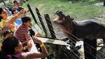 Gila! Kuda Nil Pablo Escobar yang Meresahkan Satu Negara...