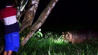 Populasi yang membengkak ini berdampak buruk kepada para petani karena binatang ini memakan berton-ton dedaunan dan tanaman petani. (Foto: Getty Images)