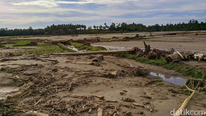 Lahan persawahan warga di Mamuju Sulbar tertimbun lumpur usai diterjang banjir bandang.