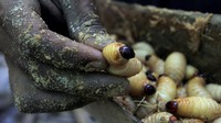 Penampakan ulat-ulat sagu yang sudah dikumpulkan oleh warga. Tujuan festival ini yaitu untuk melestarikan tradisi masyarakat setempat dalam memanfaatkan ulat sagu sebagai bahan pangan sekaligus menjadikannya sebagai daya tarik wisata.