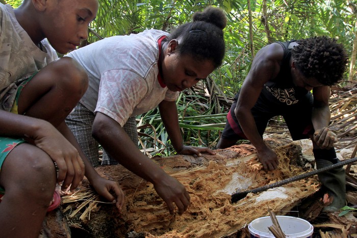 Melihat Festival Ulat Sagu di Kampung Yoboi Papua Warga mengumpulkan ulat-ulat sagu dari batang sagu tua saat mengikuti Festival Ulat Sagu di Kampung Yoboi, Distrik Sentani, Kabupaten Jayapura, Papua, Rabu (26/10/2022).