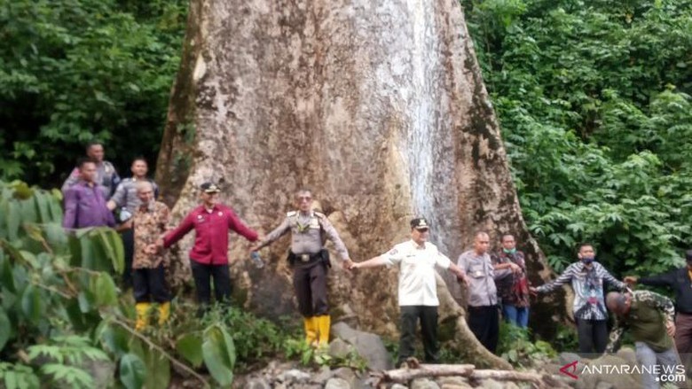 Pohon Raksasa di Agam Wakil Bupati Agam Irwan Fikri sedang berada di pohon terbesar.