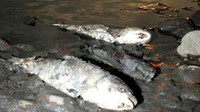 Setidaknya 110 ton (100 metrik ton) polutan dilepaskan ke Sungai Songhua akibat ledakan tersebut. Hal itu menjadi masalah besar, karena beberapa kota besar bergantung pada sungai itu untuk pasokan air mereka. (Dok. China Daily)  