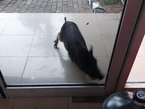 Seekor babi masuk ke Kantor Dinas LH DKI Jakarta di Jakarta Timur. Babi itu bahkan sempat masuk ke dalam ruang kerja hingga membuat gempar pegawai. (dok Istimewa)