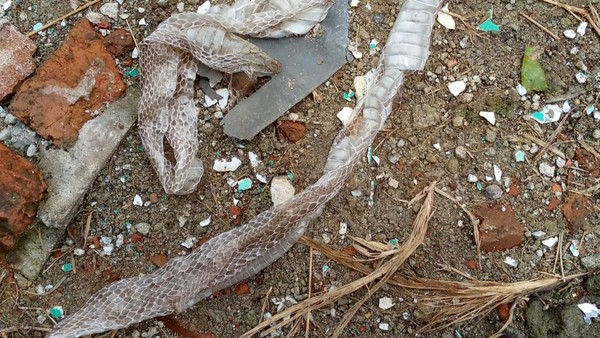 Chechen qizlari faqat shu saytda jinsiy aloqa qilishadi. Lobnyada intim massaj