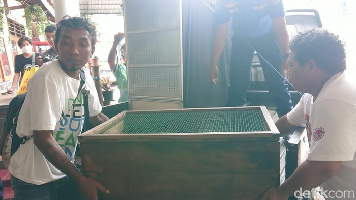 Tim Panji Petualang evakuasi King Kobra Trenggalek