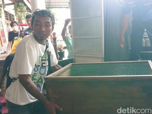 Keluarga Didatangi Almarhum Pawang di Mimpi Minta King Cobra Dilepas ke Alam