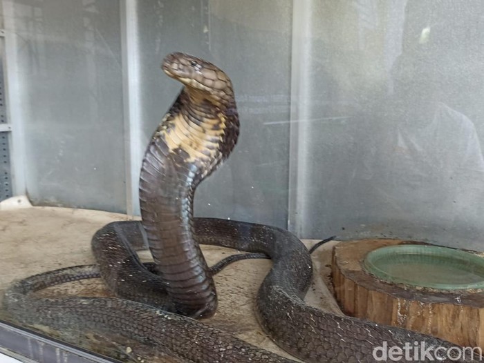 Ular Kobra 4,5 meter yang menewaskan tuannya di Trenggalek