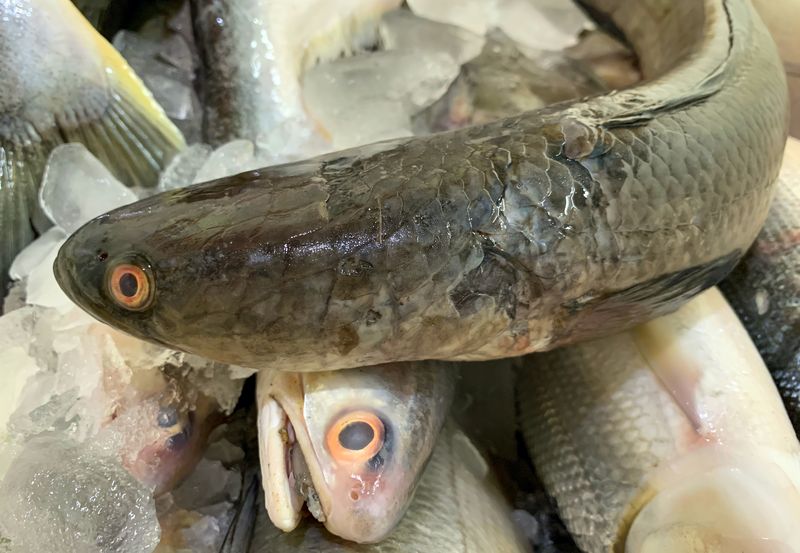Ikan gabus