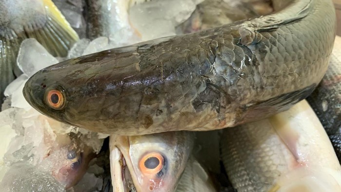 Ikan gabus