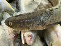 7 Manfaat Ikan Gabus dan Ungkapan Tentangnya di Sunda