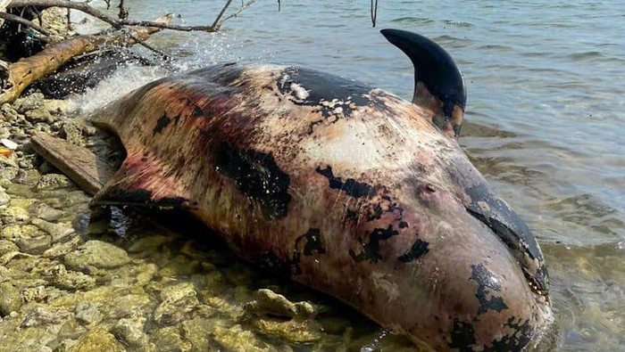 Bangkai paus ditemukan terdampar di perairan Misool Utara, Kabupaten Raja Ampat, Provinsi Papua Barat.
