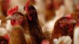 Bikin Dunia Ketar-ketir, Bagaimana Cara Agar Flu Burung Tak Jadi Pandemi?
