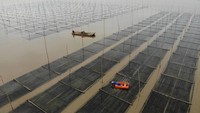Nah buat yang penasaran, ternyata nori itu dipanen loh oleh petani rumput laut.