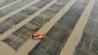 Beberapa petani terlihat harus menggunakan perahu untuk memanen rumput laut.