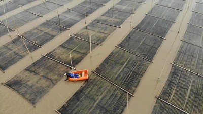 Penyuka Nori Wajib Tahu, Ternyata Begini Cara Panennya