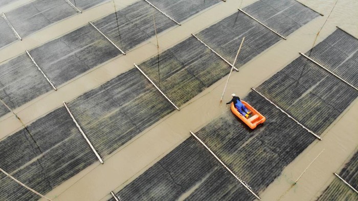 Penyuka Nori Wajib Tahu, Ternyata Begini Cara Panennya Seorang petani memaenen nori di atas perahu, di Taizhou, Provinsi Zhejiang, China, Rabu (26/10/2022). Nori merupakan penyebutan dalam bahasa jepang untuk makanan berupa lembaran rumput laut yang dikeringkan.